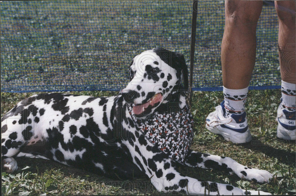 1999 Press Photo Black And White Dalmatian Dog - Historic Images
