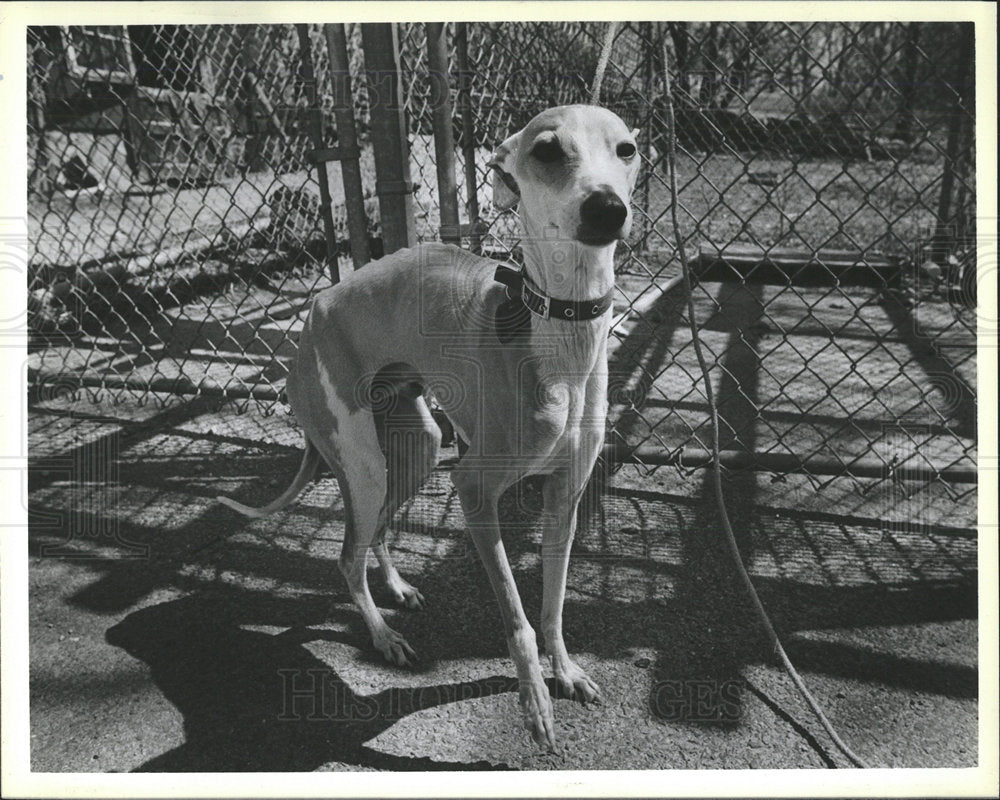 1985 Press Photo Swifty Greyhound Milton Dog Pound - Historic Images
