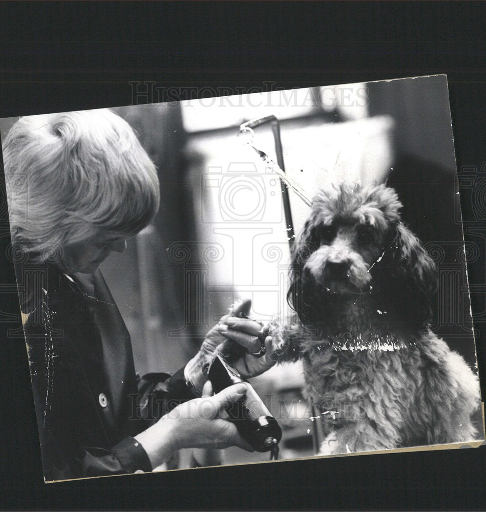 1973 Press Photo A Large Poodle Getting A Pedicure  - Historic Images