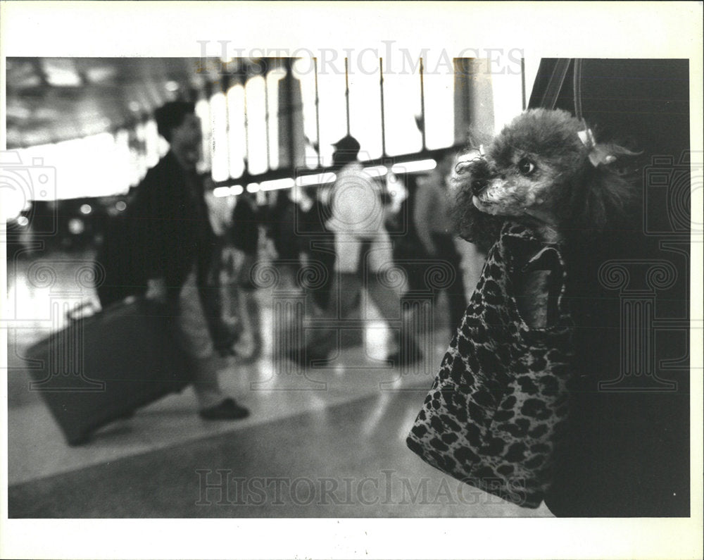 Press Photo Midget poodle crowds purse Bancarotta - Historic Images