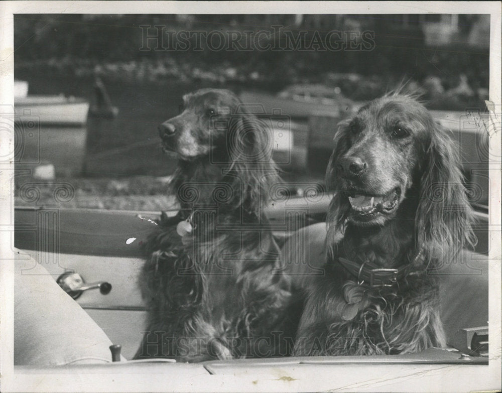 1958 two majestic Setters convertible - Historic Images