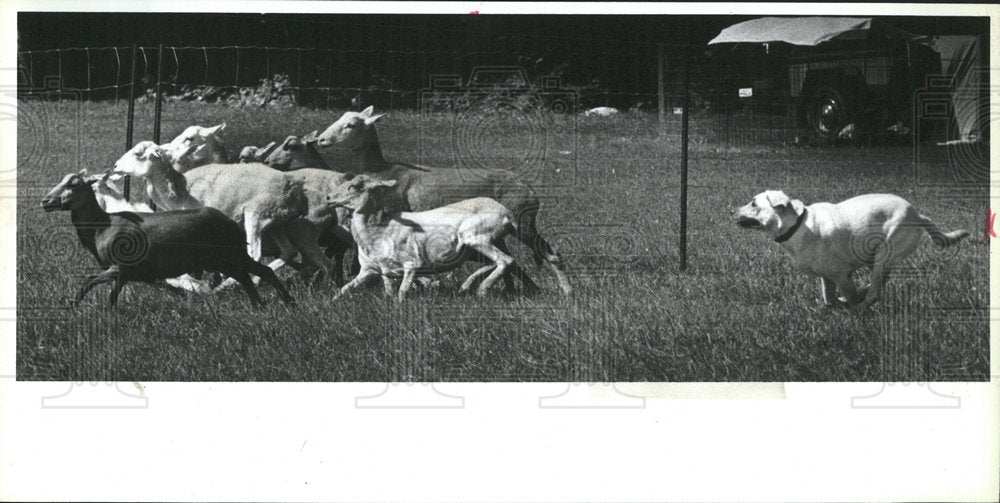 1996 Press Photo Rose lab tries hand sheepherding - Historic Images