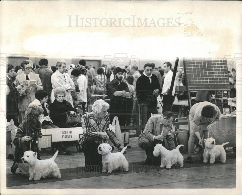 None Press Photo Scotch terriers at Eastern Dog Club - Historic Images