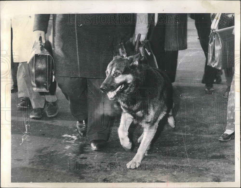 1963 Press Photo Boston German police dog vom Urstamm - Historic Images