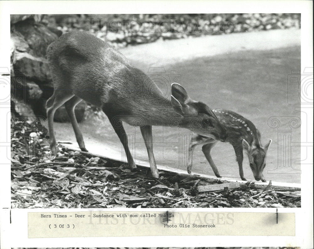 1989 Press Photo Sundance Baby Deer Weeki Wachee Spring - Historic Images