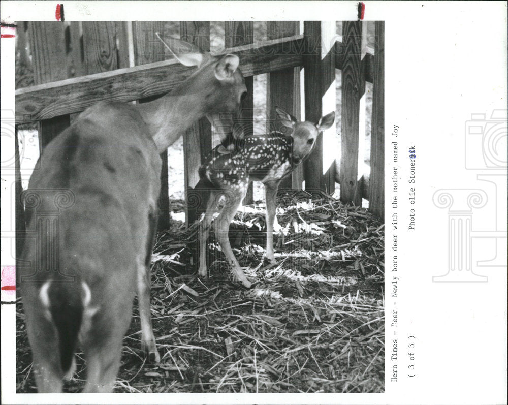 1990 Press Photo Doe Cleaning Fawn Rescued County - Historic Images