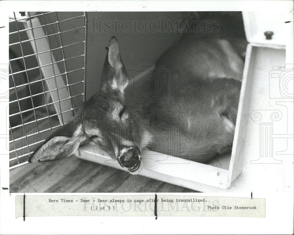 1988 Press Photo Sleeping Baby Doe In Carrier Cage - Historic Images