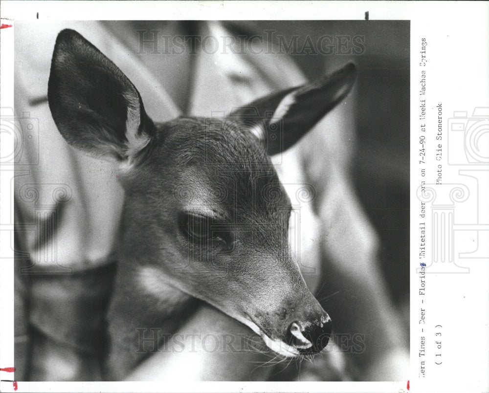 1990 Press Photo Fawn Has A Special Place In Their Hear - Historic Images