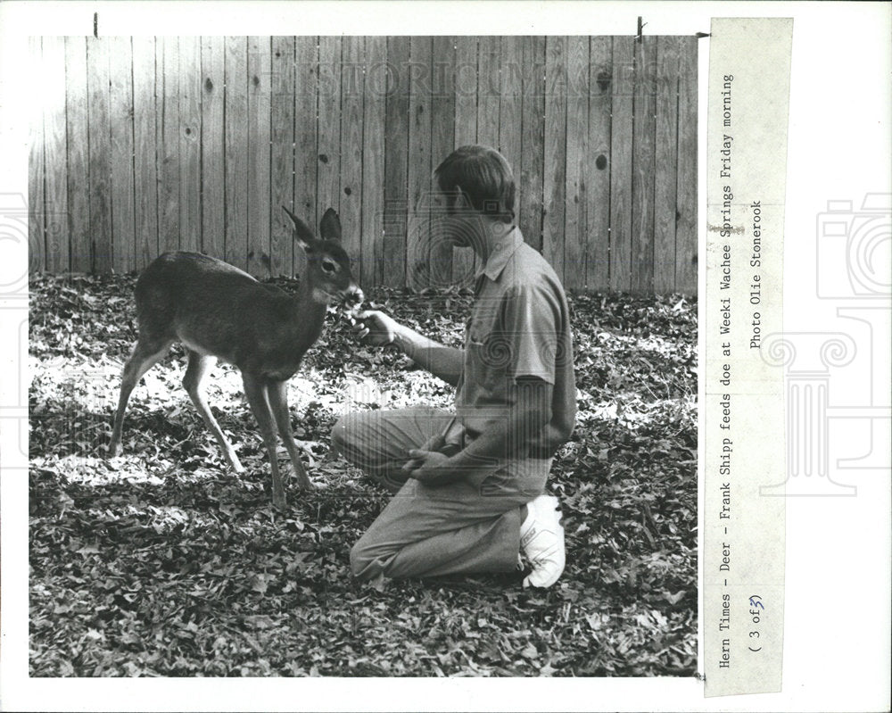 1988 Press Photo Weeki Wachee Worker Feeding Found Doe - Historic Images