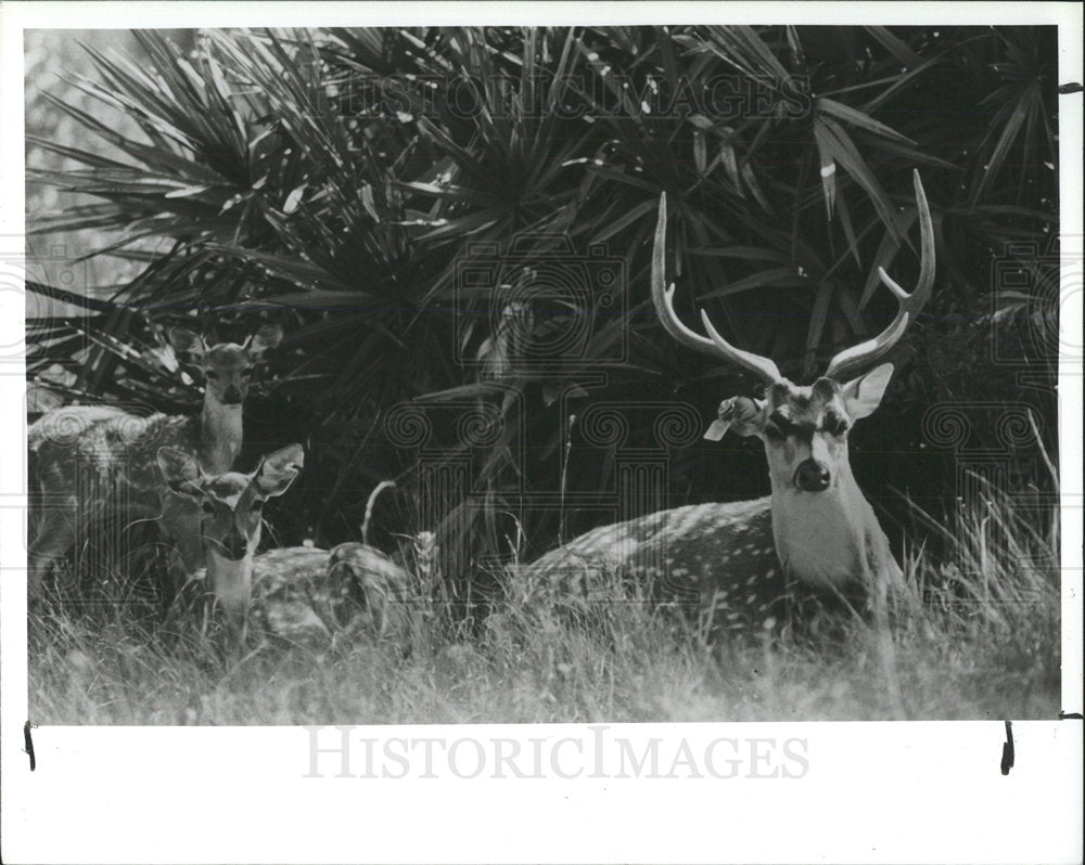 1990 Press Photo Deer in the Grass - Historic Images