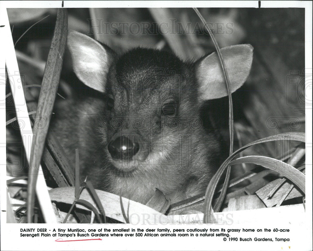 1990 Press Photo Muntjac Deer Busch Gardens Tampa - Historic Images