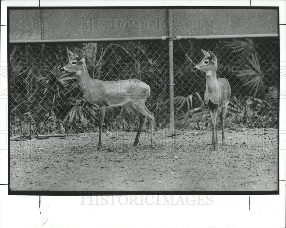 1992 Press Photo Twin White Tail Deer Weeki Wachee - Historic Images