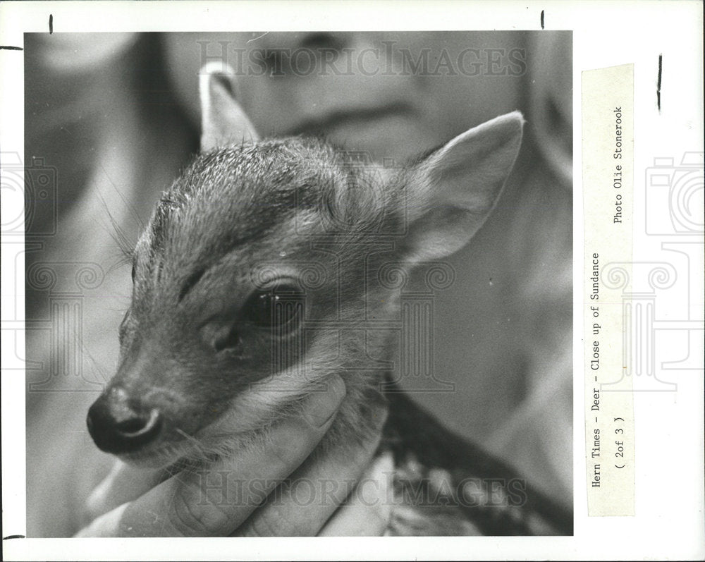 1989  Press Photo Sundance the Deer - Historic Images