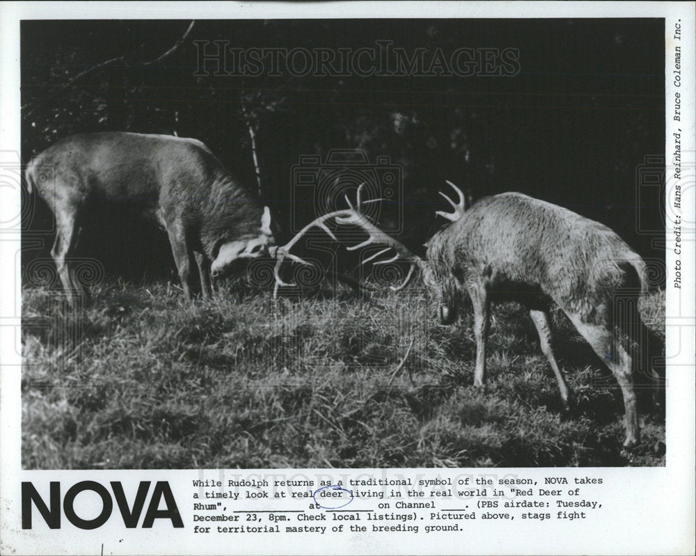 1981 Press Photo Red Deer Rhum Special Bucks Fighting - Historic Images
