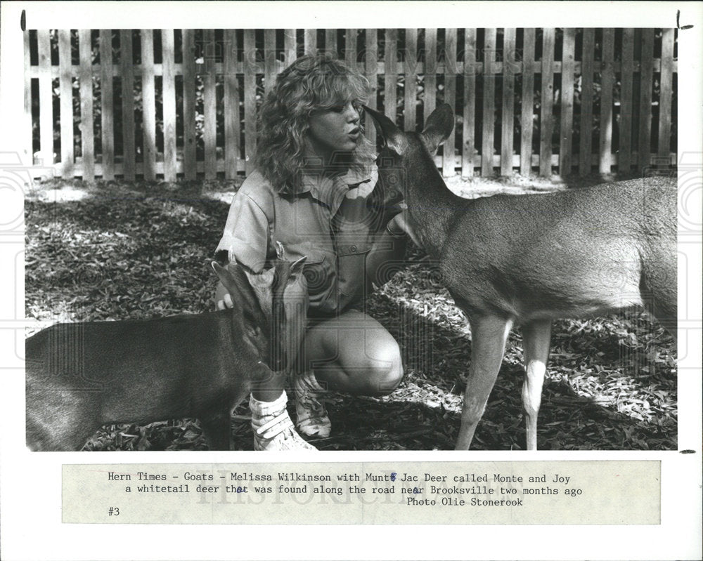 1989 Press Photo Woman With Rescued Muntjac Deer - Historic Images