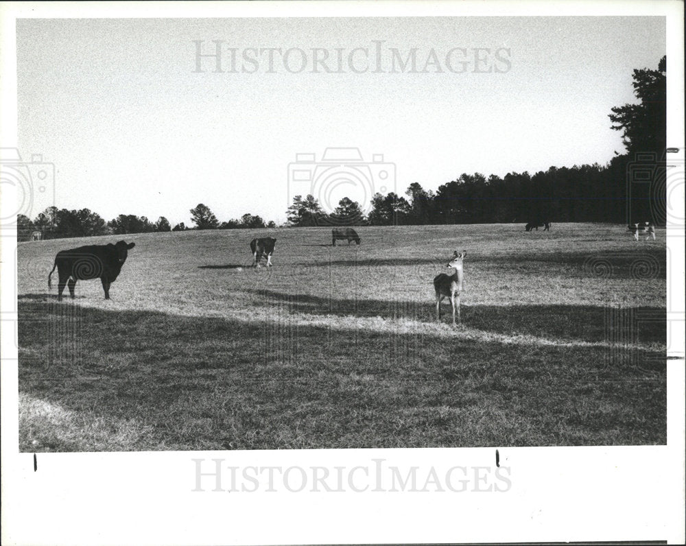 1987 Press Photo Deer Standing Among DeLoache Cows - Historic Images