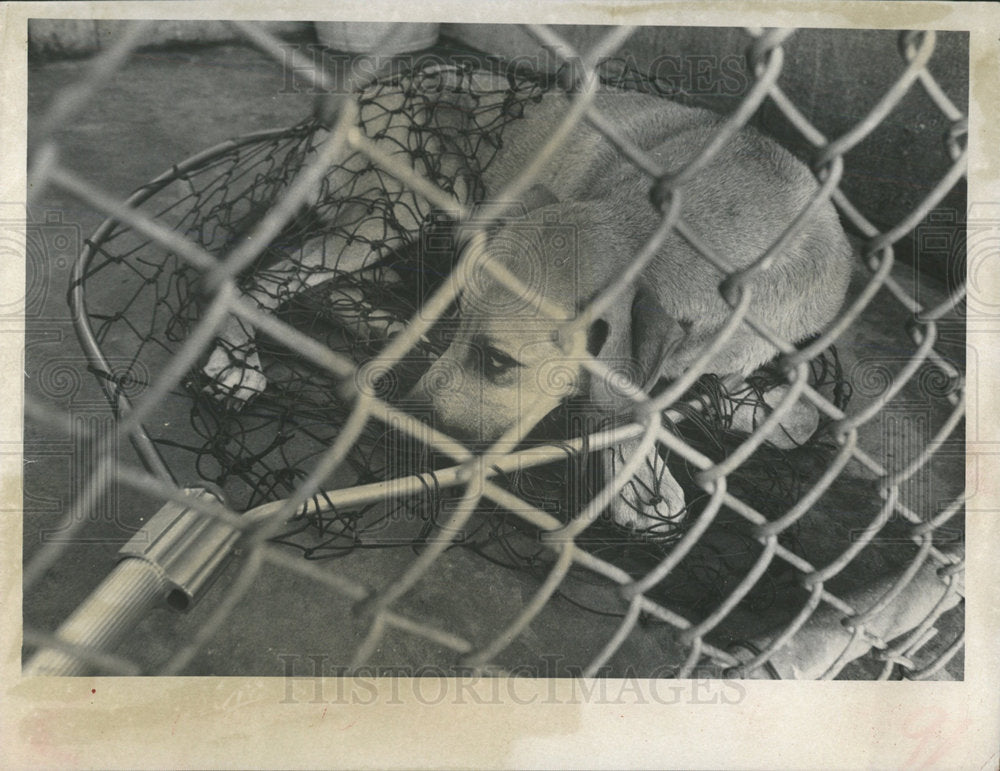 1971 Press Photo St Pete Dog Control Dept - Historic Images