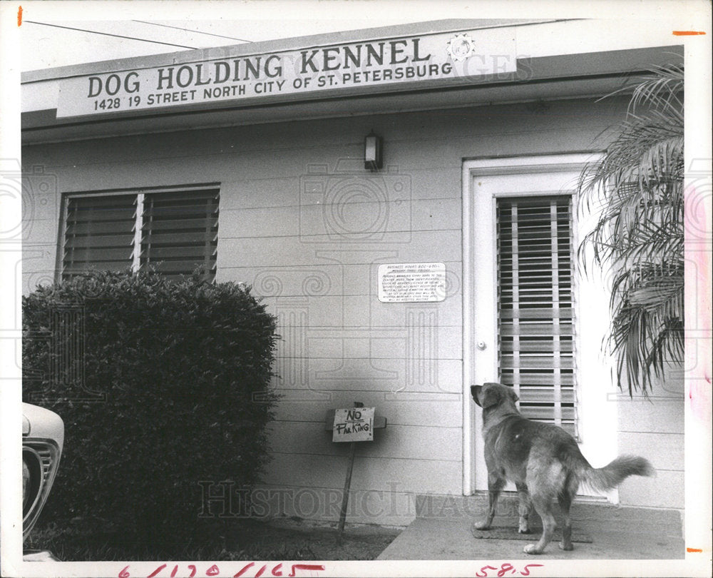 1971 Press Photo City Dog Holding Kennel St. Petersburg - Historic Images