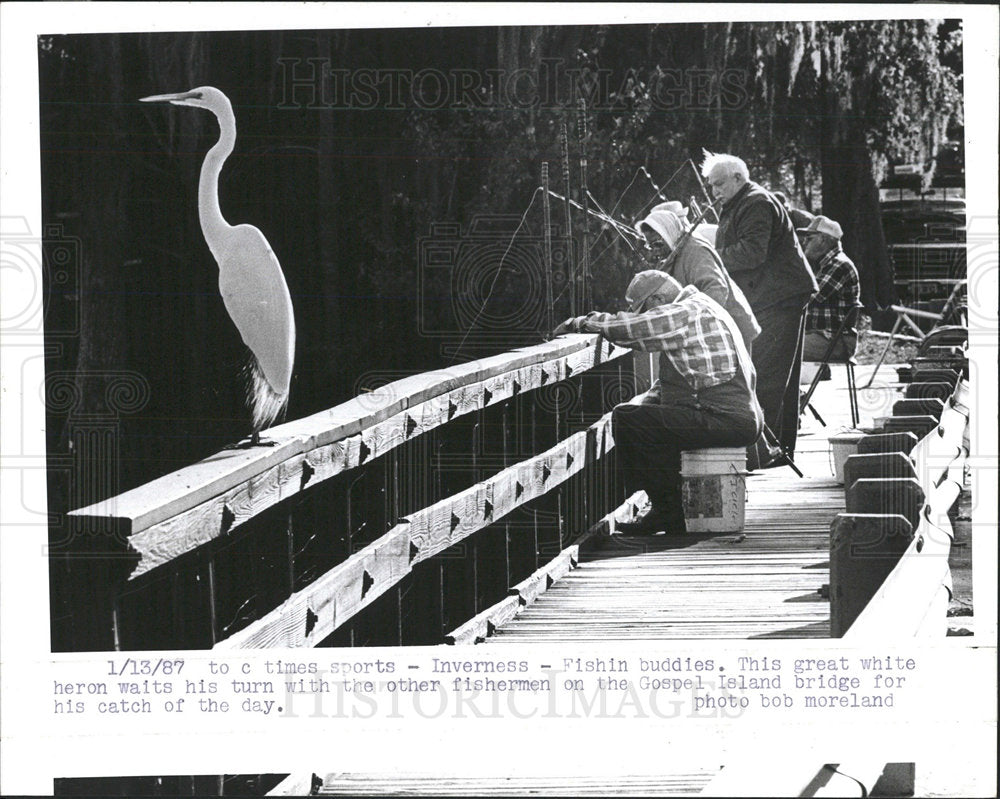 1987 Press Photo An egret waits for a handout  - Historic Images