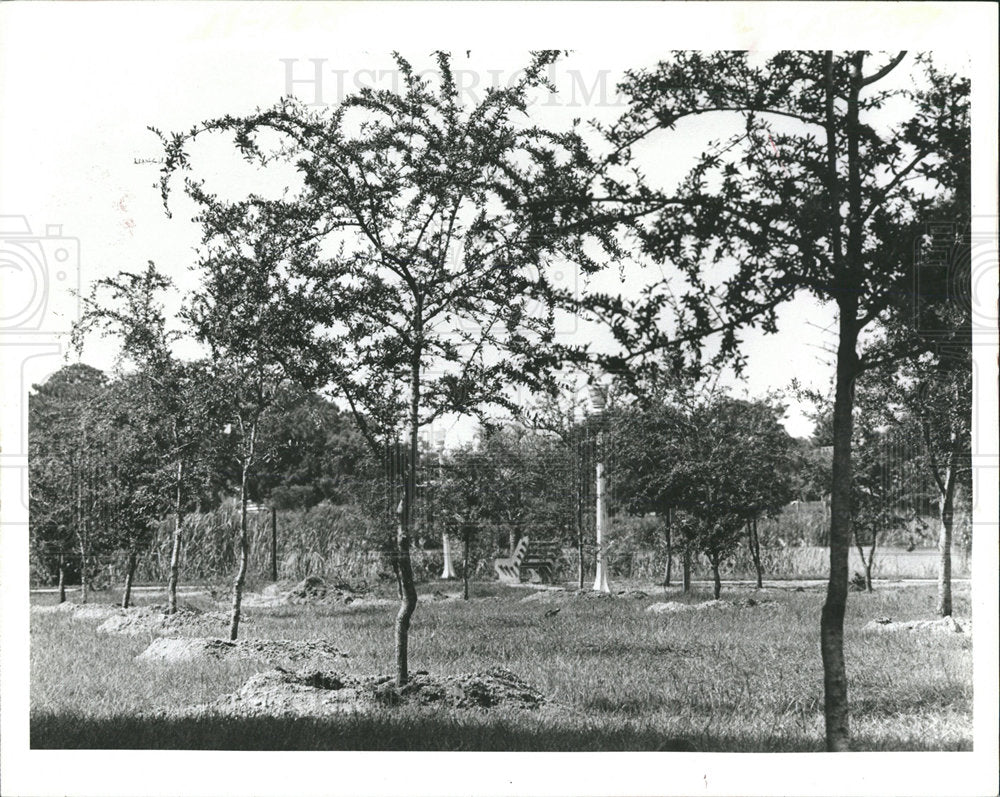1981 Press Photo Crest Lake Park Planted Trees Growing - Historic Images