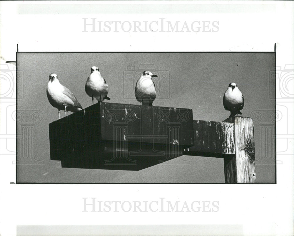 1991 Press Photo Birds Sitting On Light Pole Demons - Historic Images