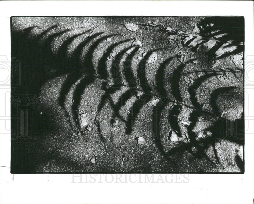 1987 Press Photo Boyd Hill Nature Park St. Petersburg - Historic Images