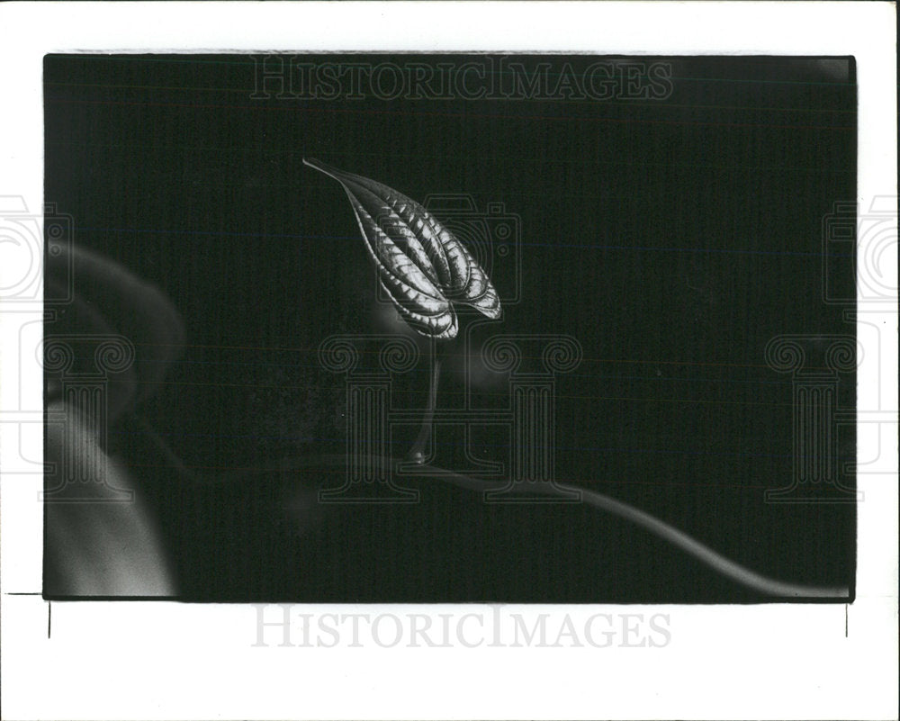 1987 Press Photo Boyd Hill Nature Park St. Pete - Historic Images