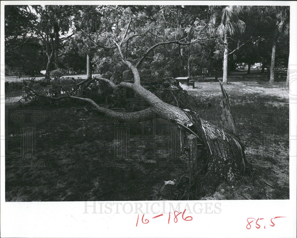 1977 Press Photo Tree falls in Lewis Park. - Historic Images