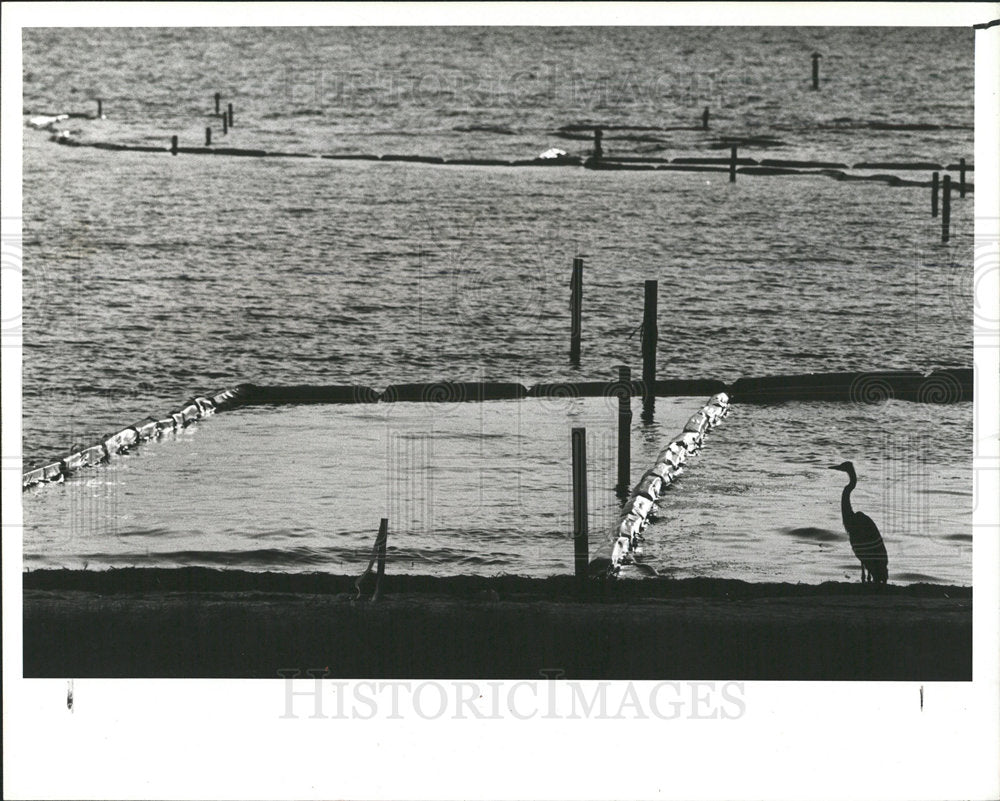 1983 Press Photo Lassing Park St. Petersburg Florida. - Historic Images