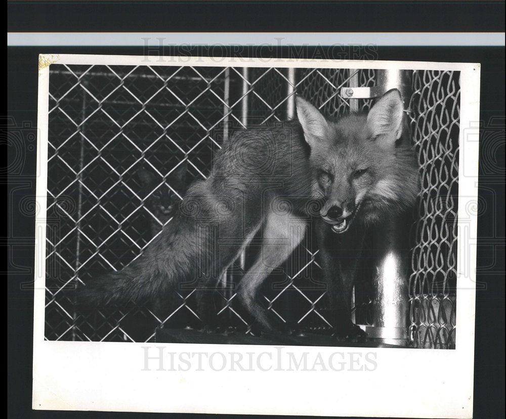 1967 Press Photo Fox Animal Nature  - Historic Images