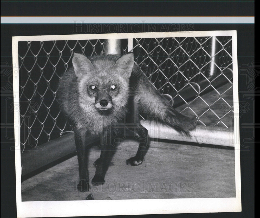 1967 Press Photo Fox Norman Zeisloft - Historic Images