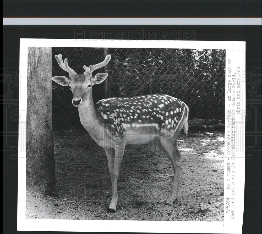 1984 Press Photo Homosassa Springs Nature World Deer  - Historic Images