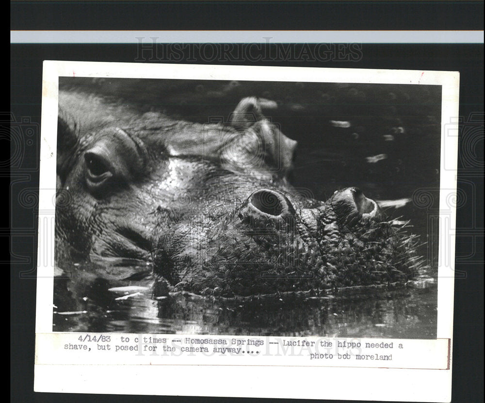 1983 Press Photo Homosassa Springs Hippopotomus - Historic Images