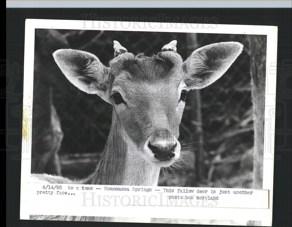 1983 Press Photo Homosassa Springs Deer Closeup - Historic Images