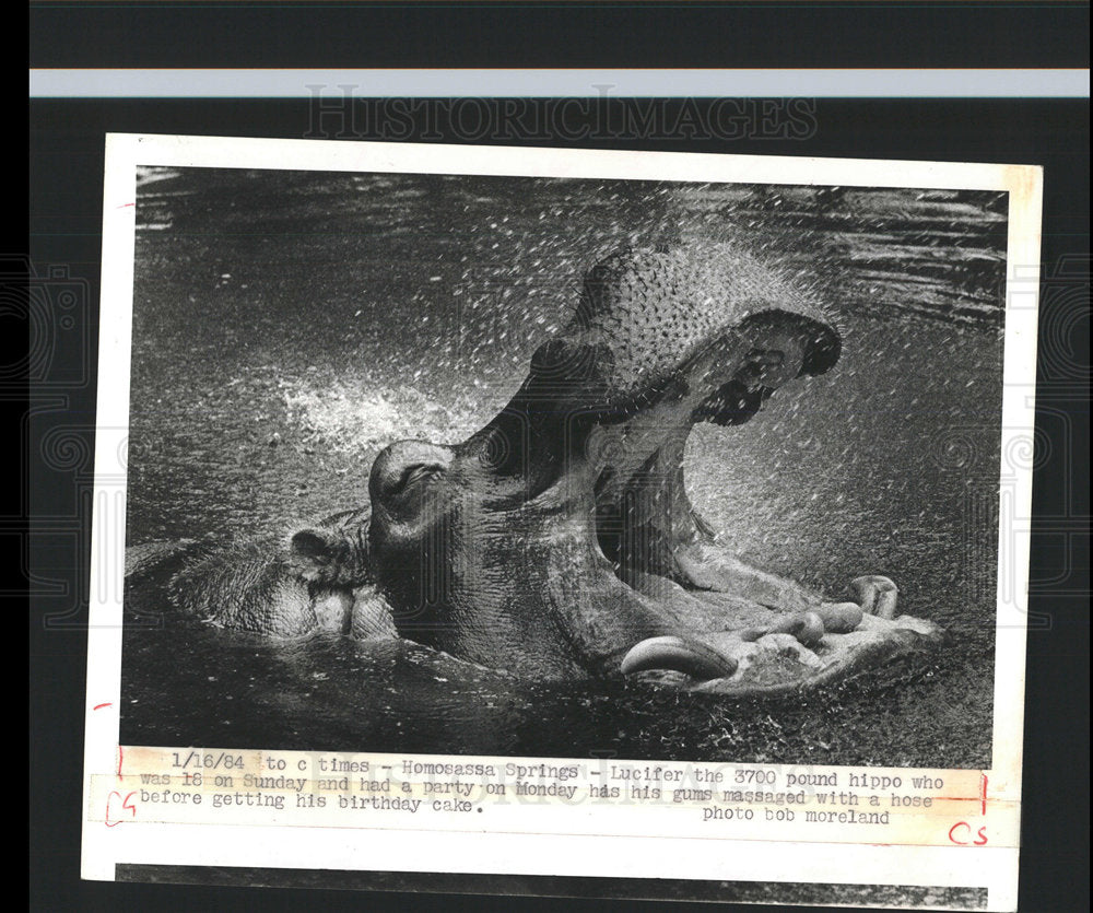 1984 Press Photo Homosassa Springs Lucifer birthday  - Historic Images