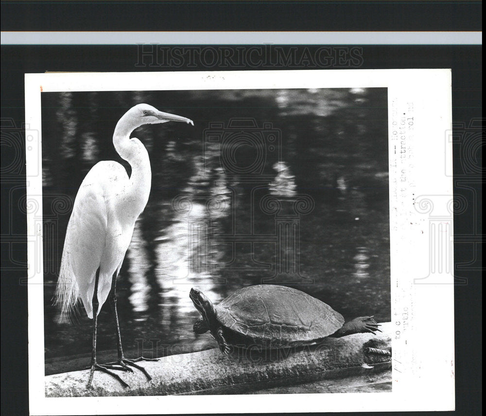 1983 Press Photo Homsassa Springs turtle snowy egret  - Historic Images