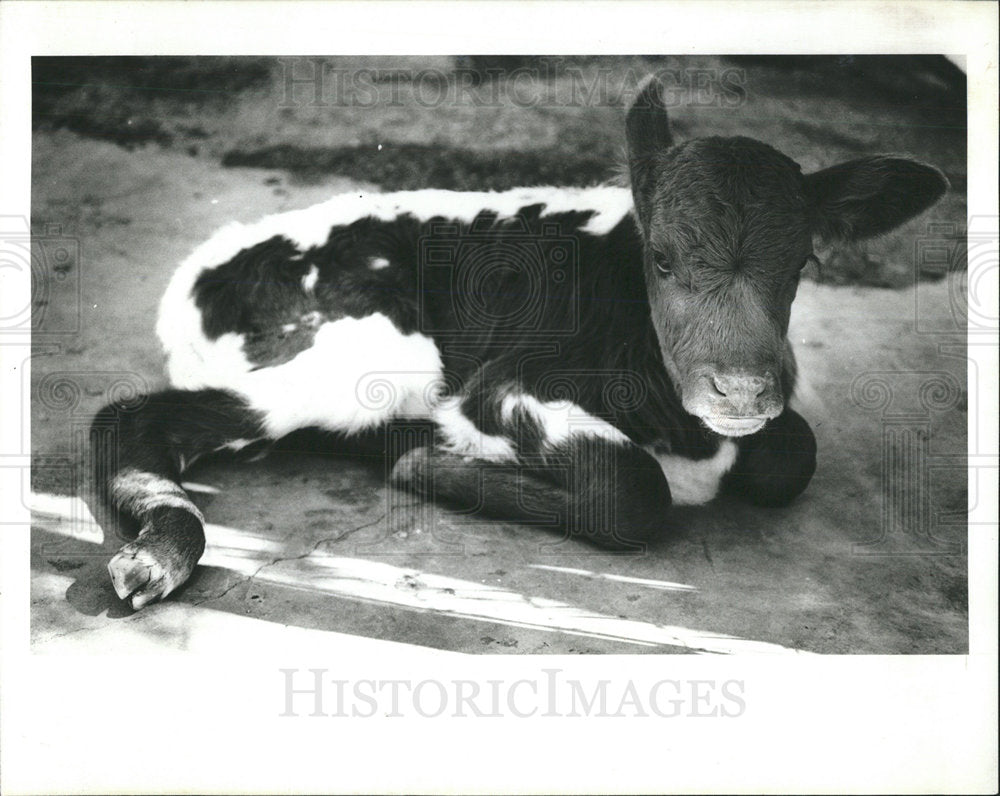 1991 Press Photo Calf St. Petersburg Animal Rescue - Historic Images