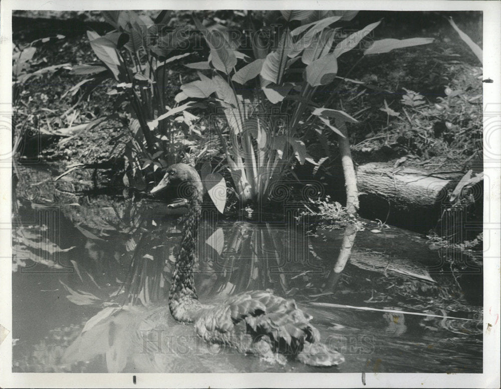 1953 Black Swan - Historic Images