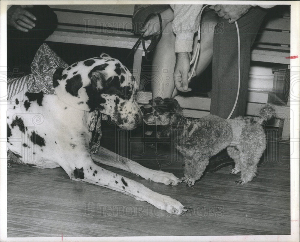 1965 Press Photo Parade Mrs Donald Babcock Mudga Dog  - Historic Images