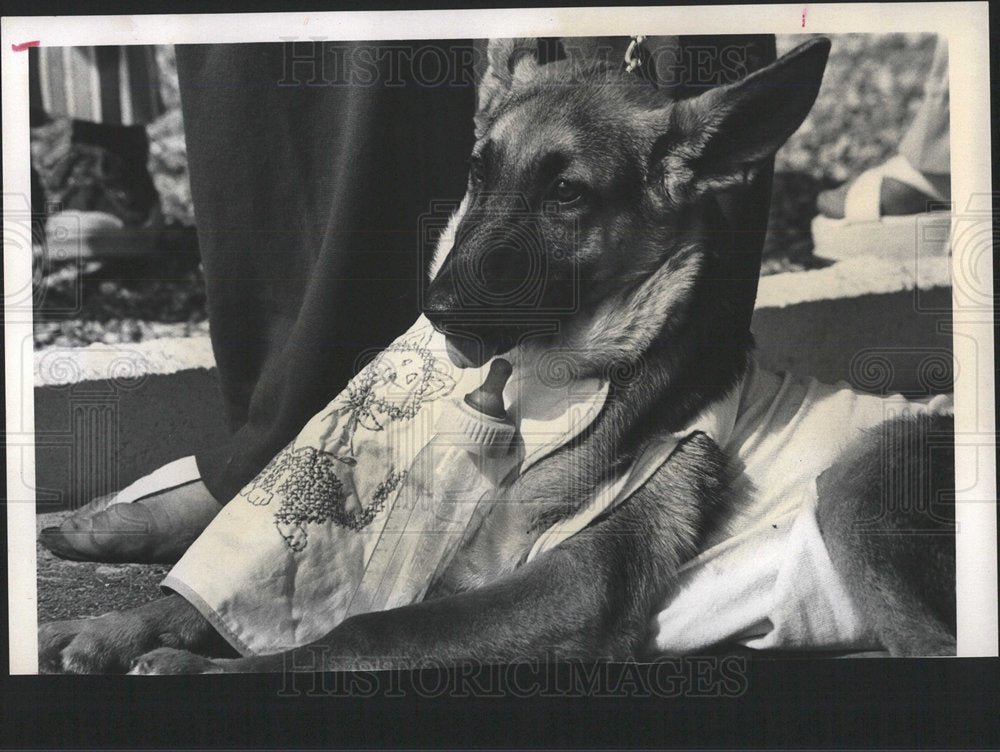 1975 Press Photo Port Richey Golden Anniversary Dog  - Historic Images
