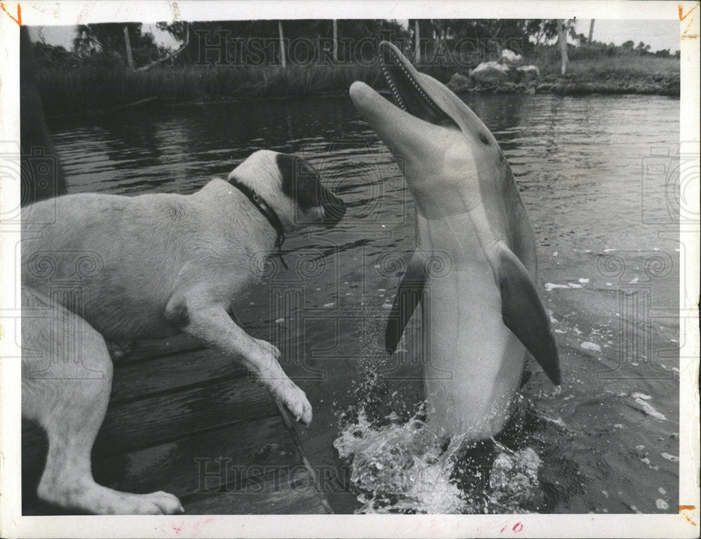 1969 Press Photo Reed Porham Training Porpoises  - Historic Images
