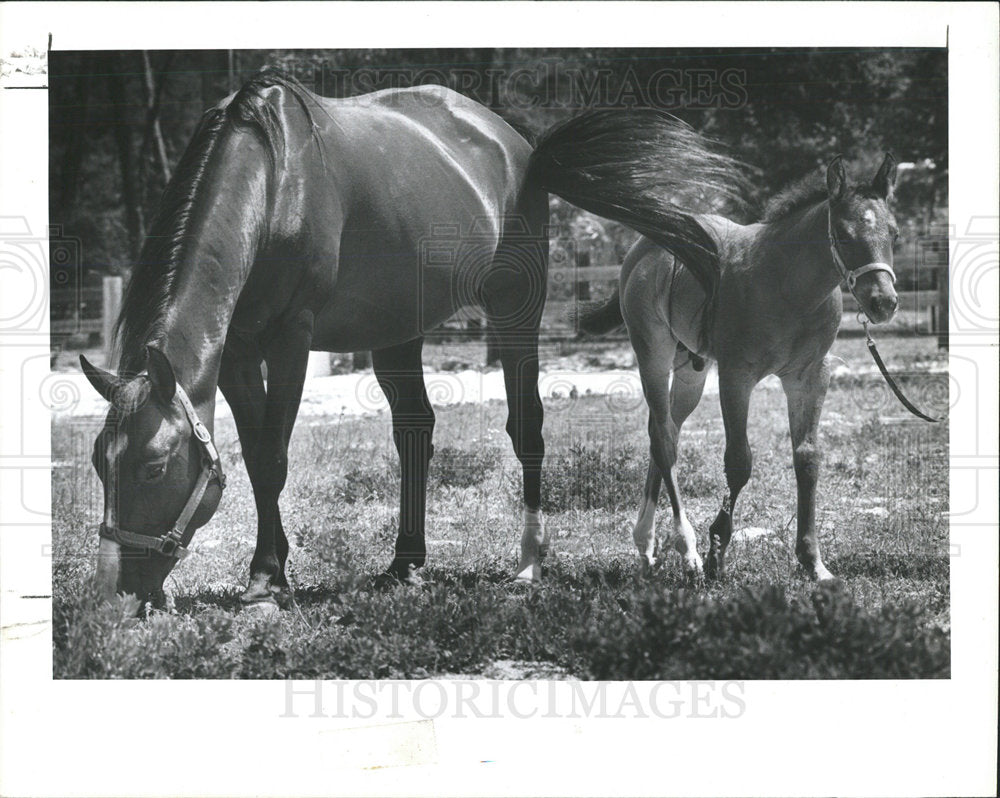 1990 Press Photo Press Photo horses grazing. - Historic Images