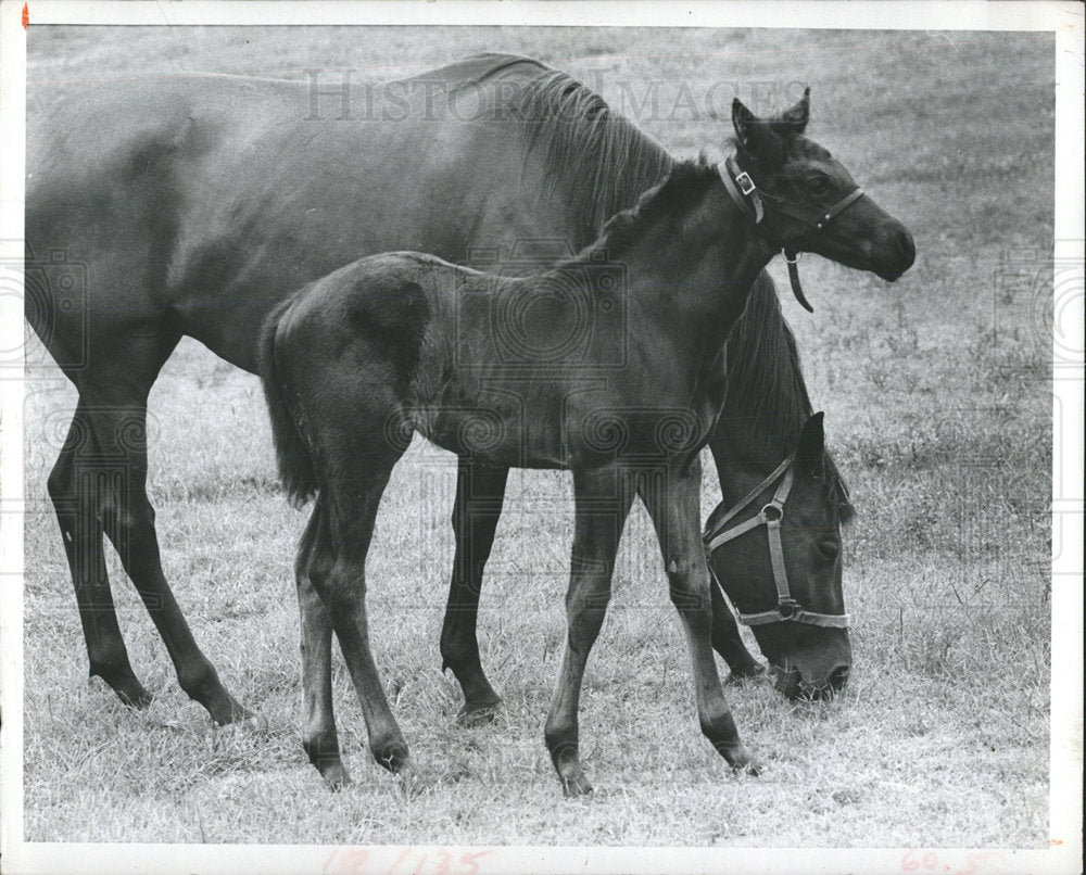 1979 Press Photo Horse Animals  - Historic Images