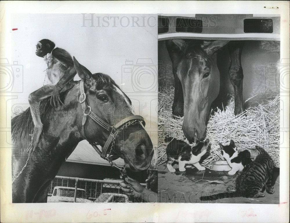 1971 Press Photo Kittens Chonga spider monkey Smasher  - Historic Images
