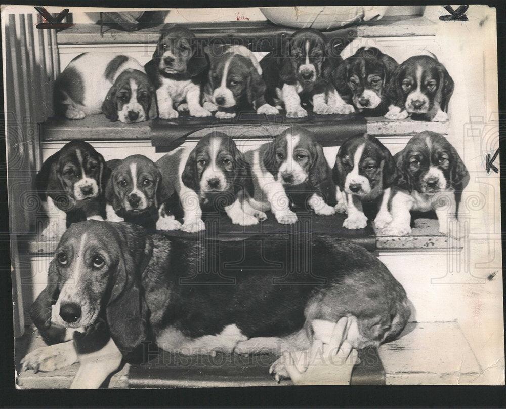 1967 Press Photo Mable Mother Bassett Puppies Newton - Historic Images