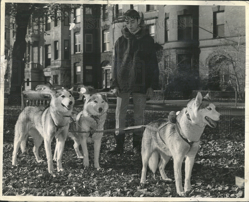 Scott Dennison with his dogs, ready for the Dog Show. - Historic Images