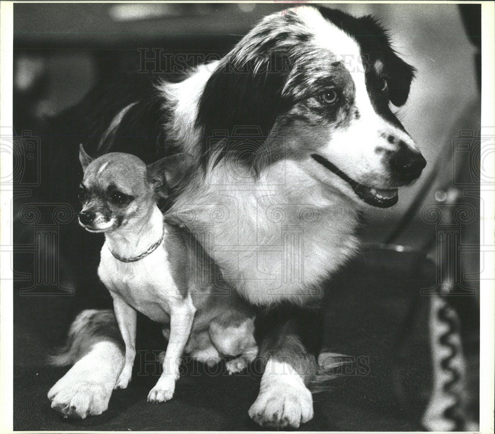 1995 Press Photo Australian Shepherd Chihuahua Buxton  - Historic Images
