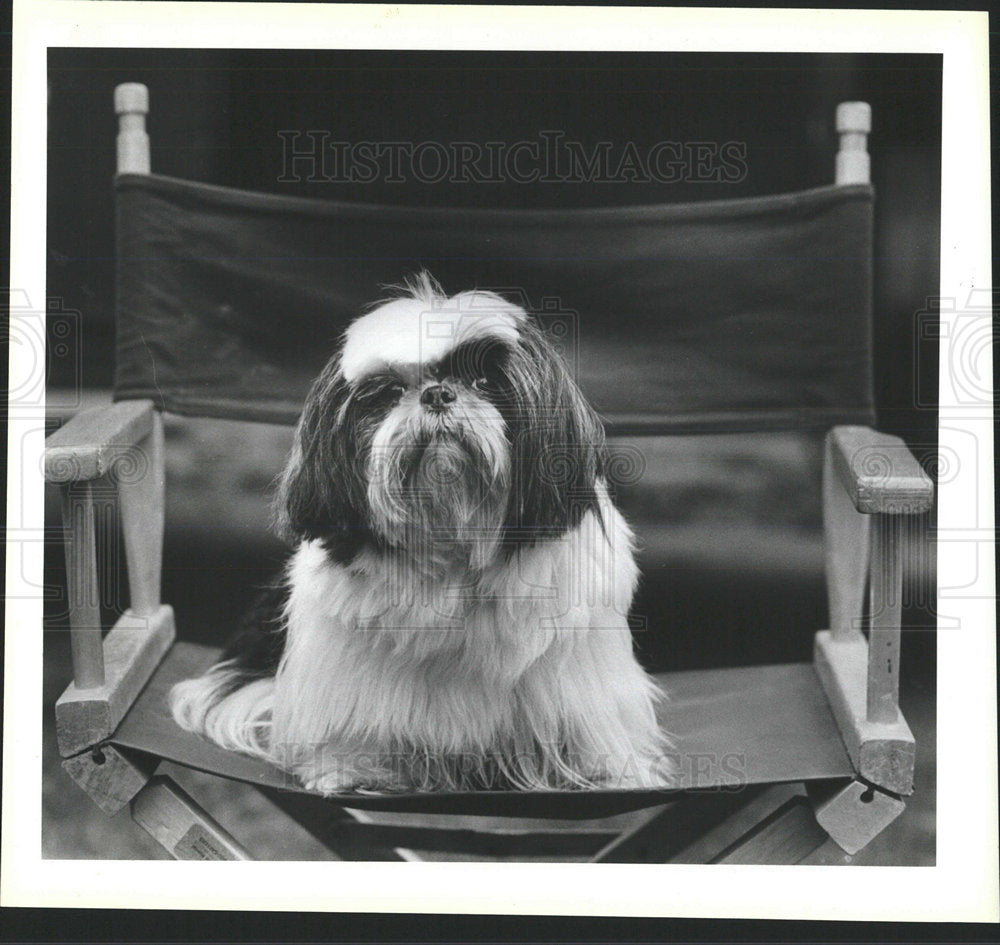 1988 Press Photo Shit'Zu Dog named "Fuzzhead" in Movie. - Historic Images