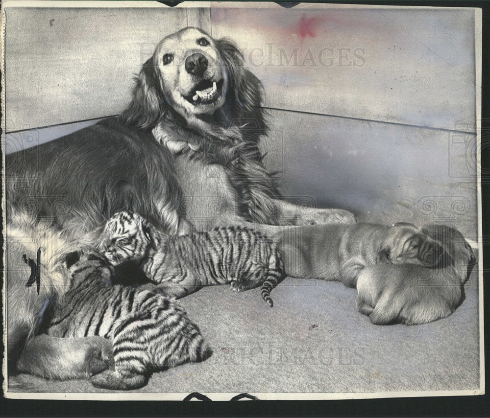 1971 Press Photo A Golden Retreiver with Tiger Cubs. - Historic Images