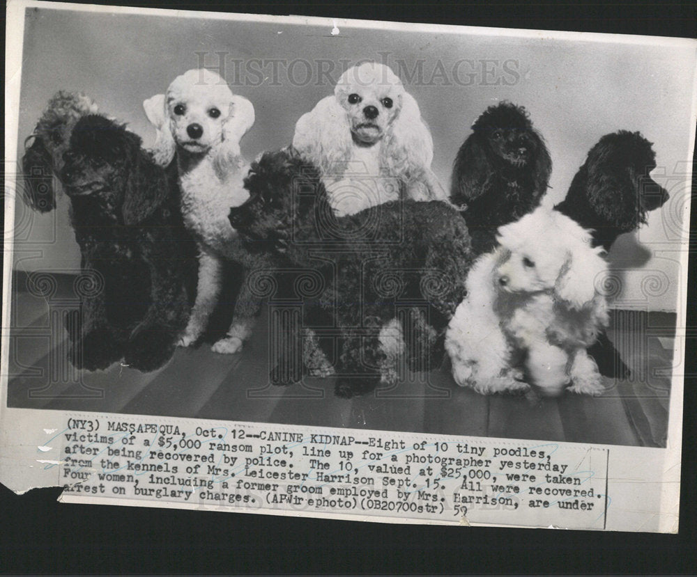 1959 Canine Kidnap poodles police plot-Historic Images
